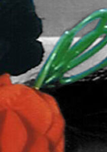 Detalle de la foto procesada