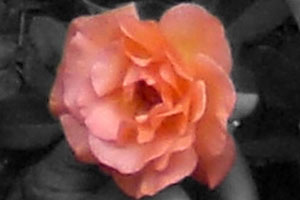 Detalle de la foto procesada