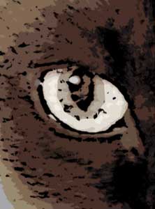 Detalle de la foto procesada