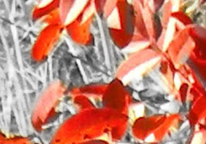 Detalle de la foto procesada