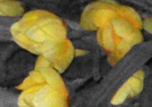 Detalle de la foto procesada