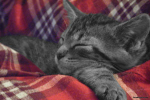 Regalo: Un  Impreso en papel brillo para alguien de Guadalajara