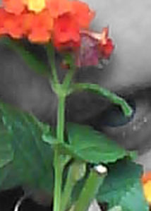 Detalle de la foto procesada